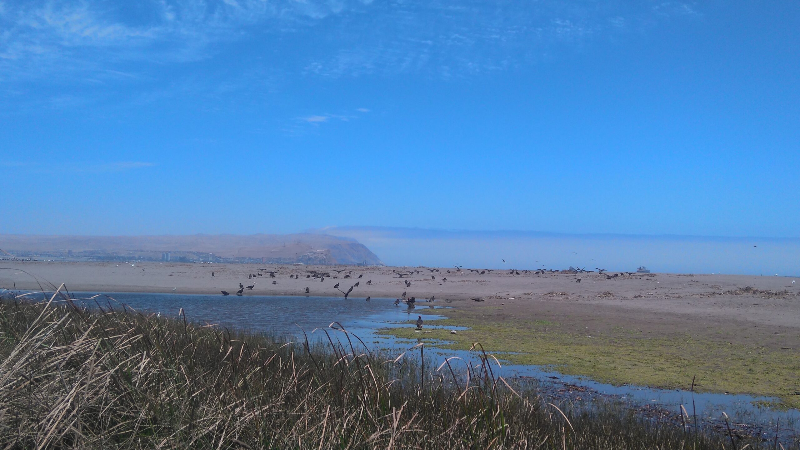 Humedal del Rio Lluta en Arica

Attribution:
Andrea021, CC BY-SA 4.0, via Wikimedia Commons