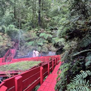 Tour Termas Geometricas desde valdivia